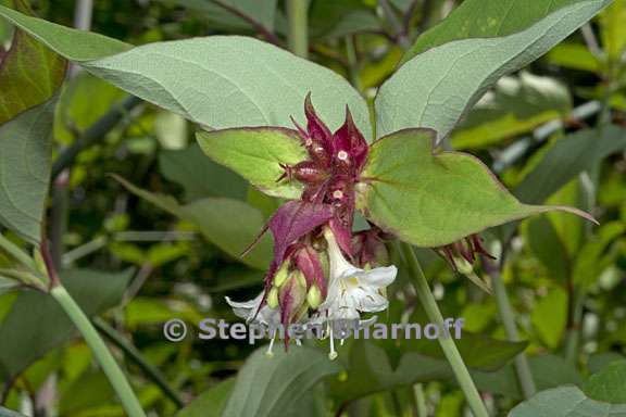 leycesteria formosa 4 graphic